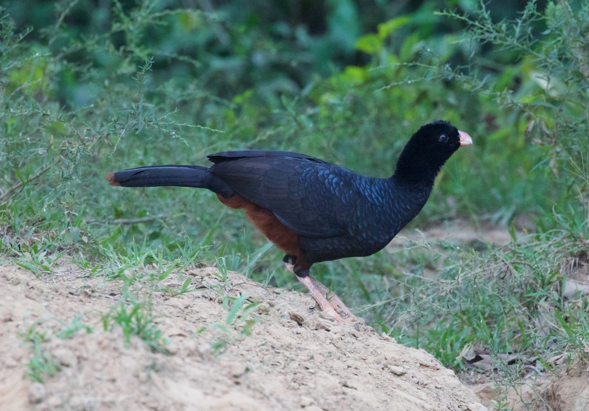 Crestless Curassow - ML616856824