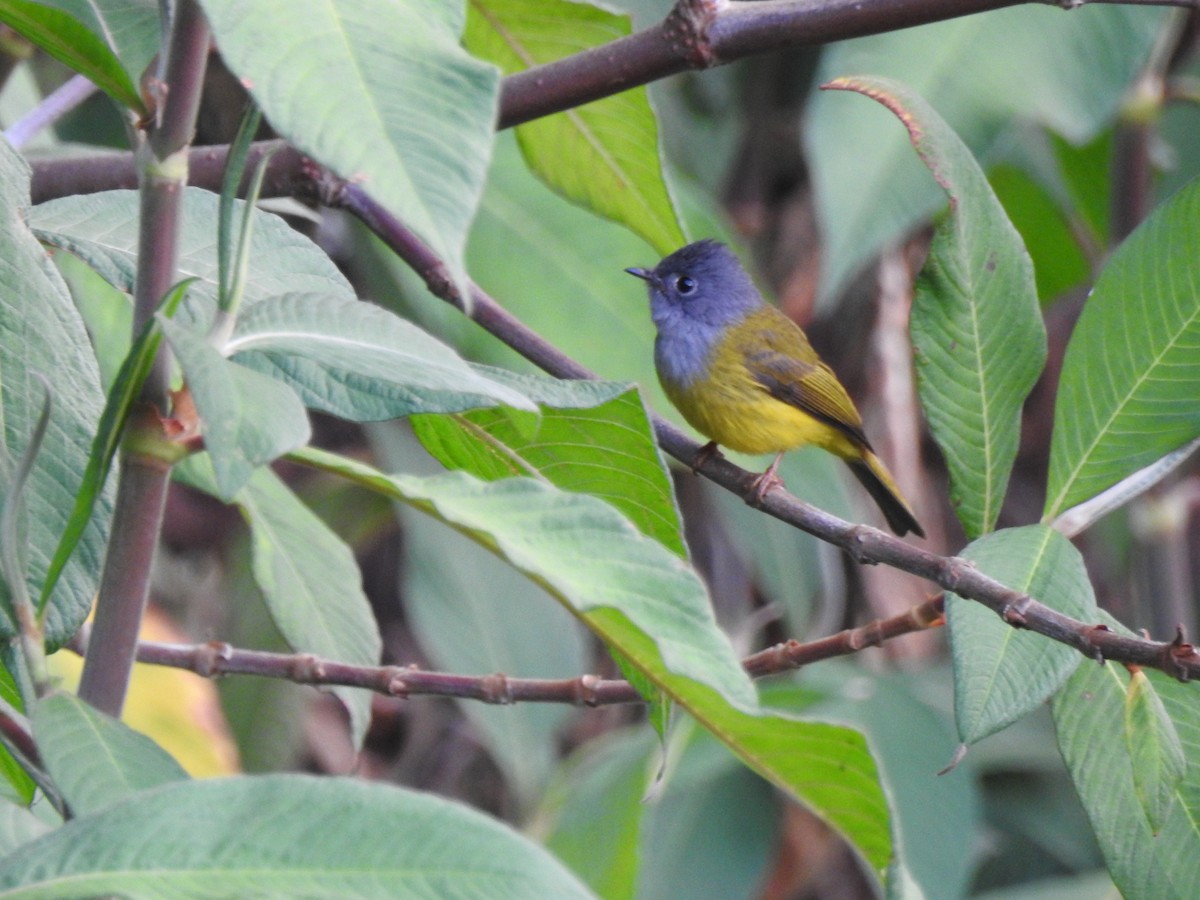 Gray-headed Canary-Flycatcher - ML616856833