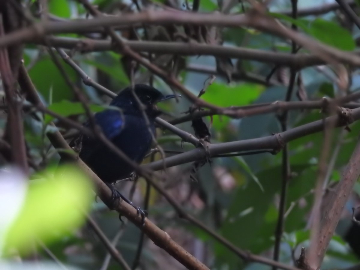 Ланкийская синяя птица - ML616856854