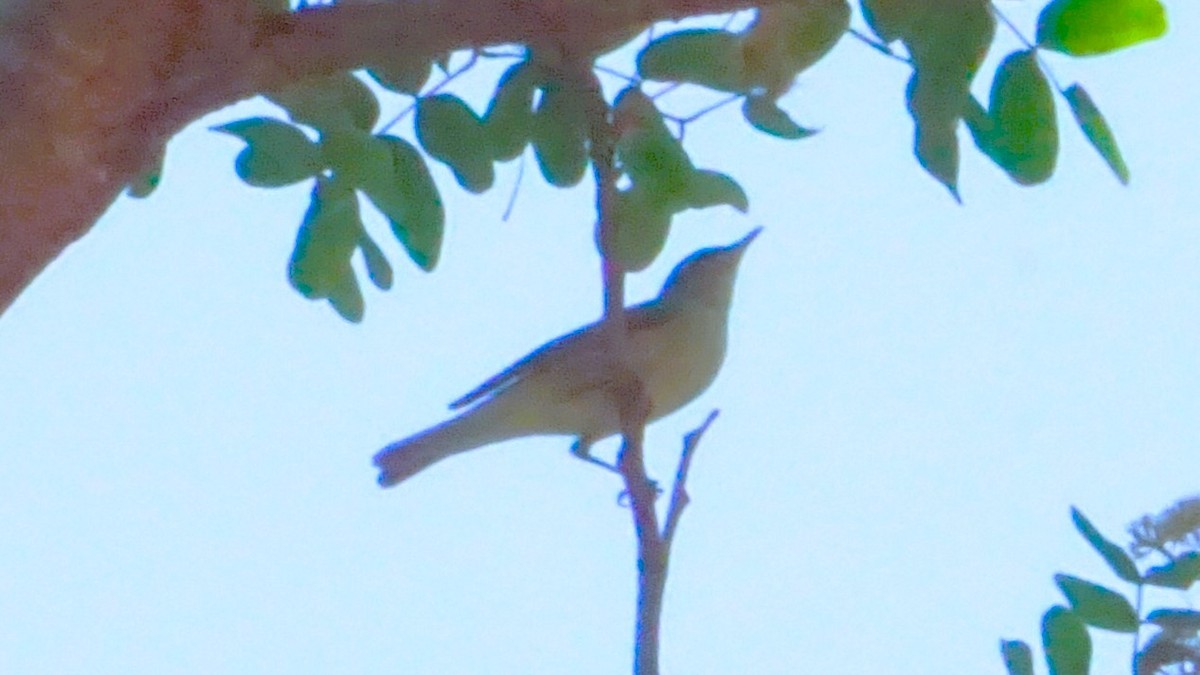 Purple Sunbird - Kirubakaran Valayapathi