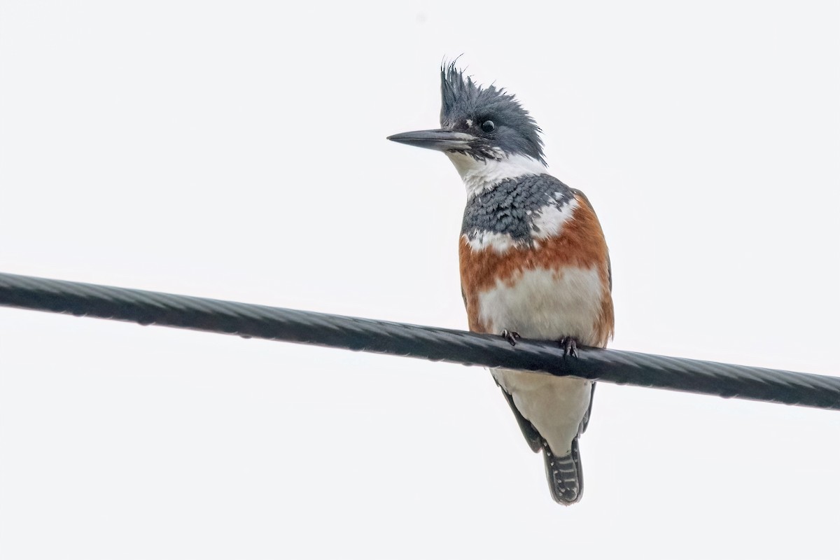 Belted Kingfisher - Sue Barth