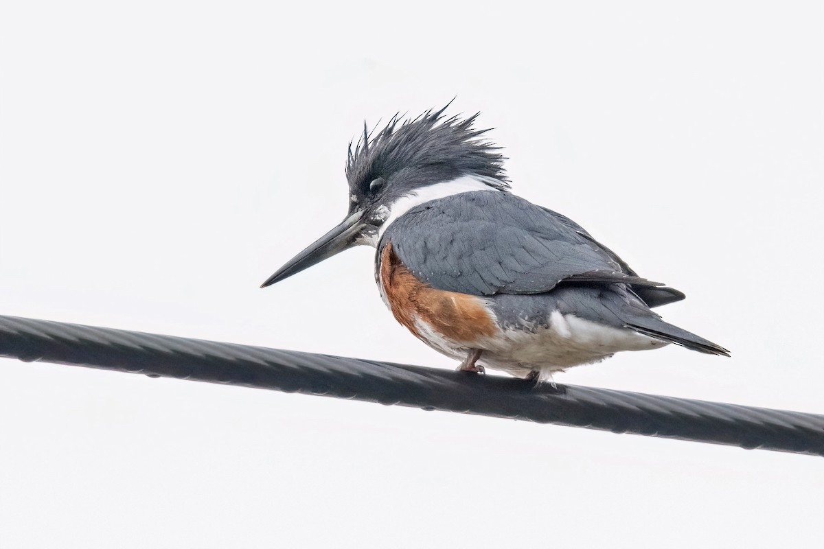 Belted Kingfisher - Sue Barth