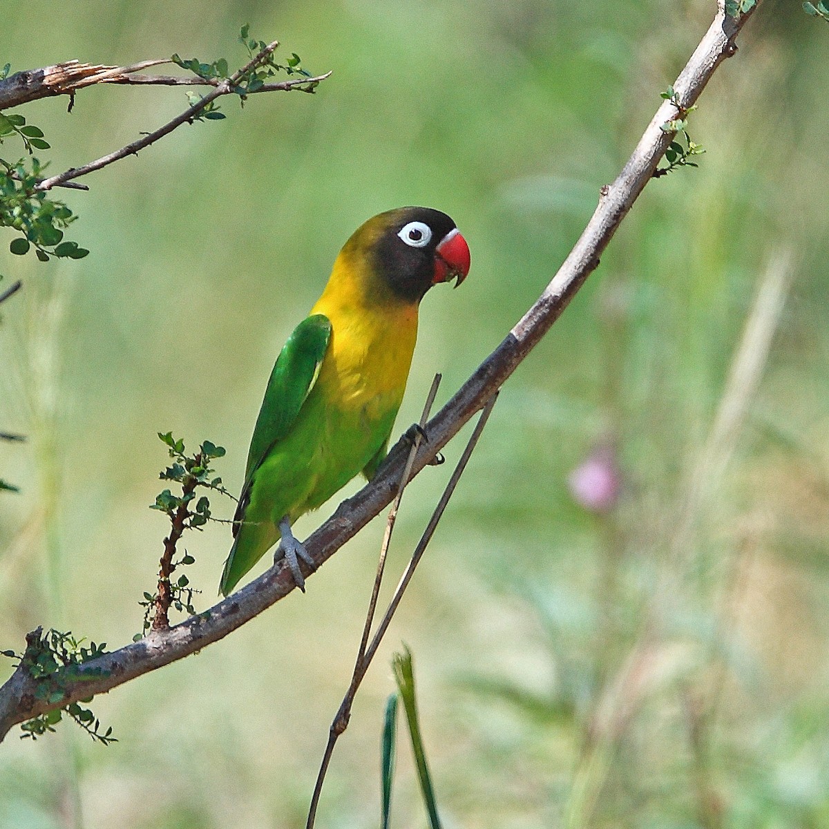 Yellow-collared Lovebird - Werner Suter