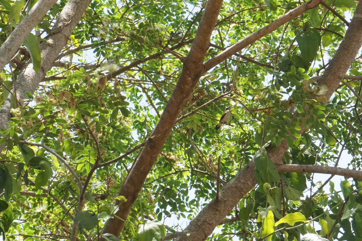 Loten's Sunbird - Kirubakaran Valayapathi