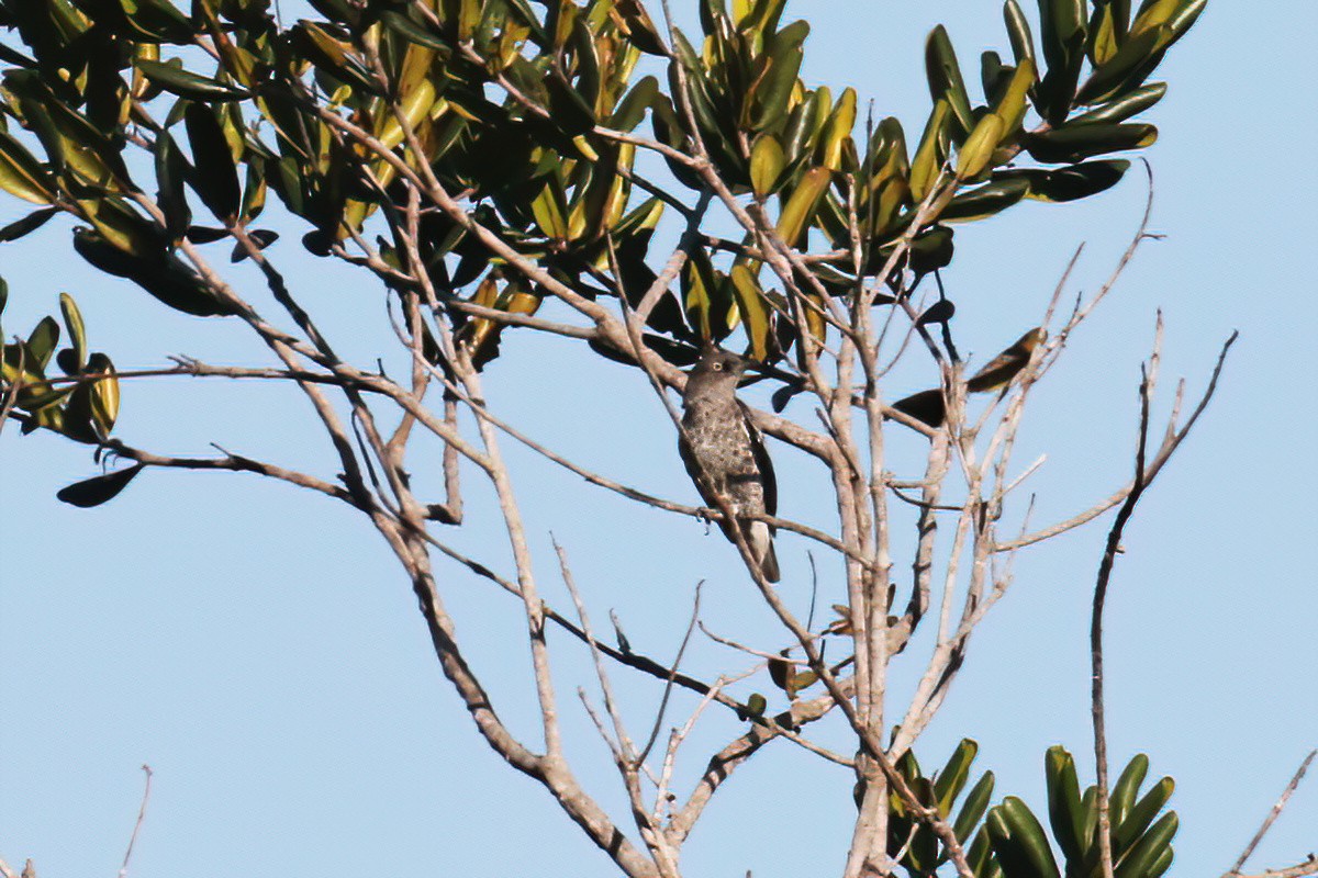 White-winged Cotinga - David Lang