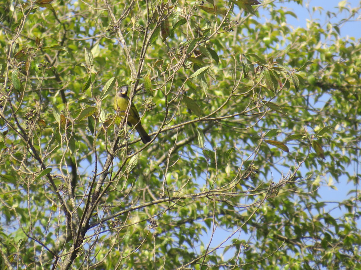 Crested Finchbill - ML616856990