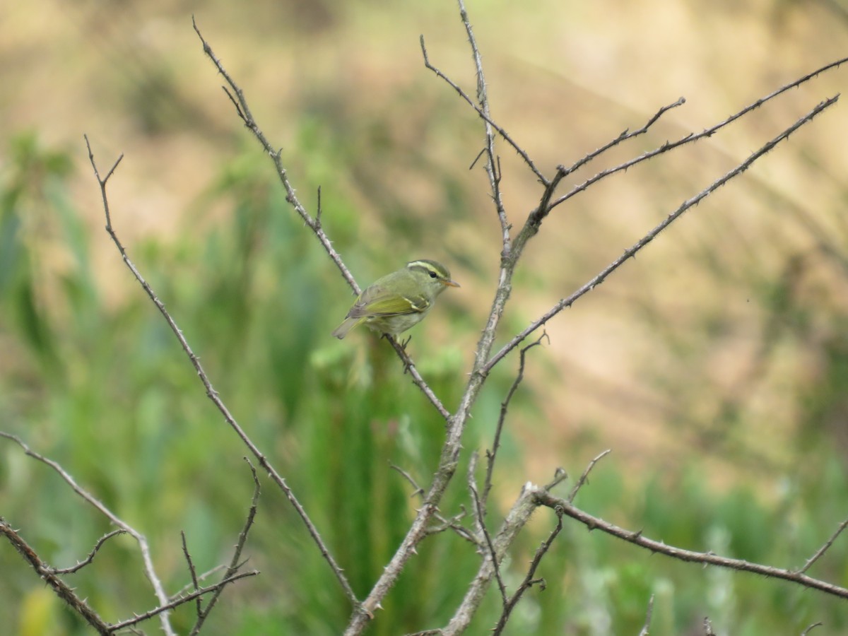 Blyth's Leaf Warbler - ML616856993