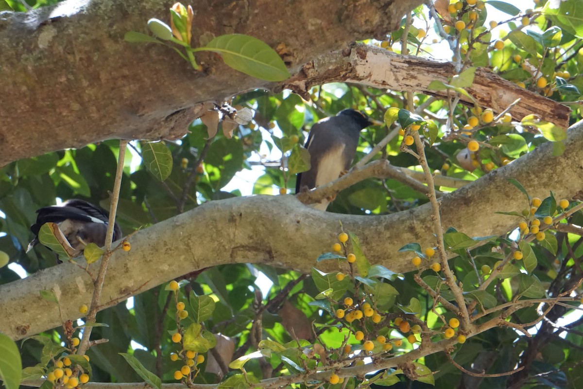 Common Myna - Kirubakaran Valayapathi