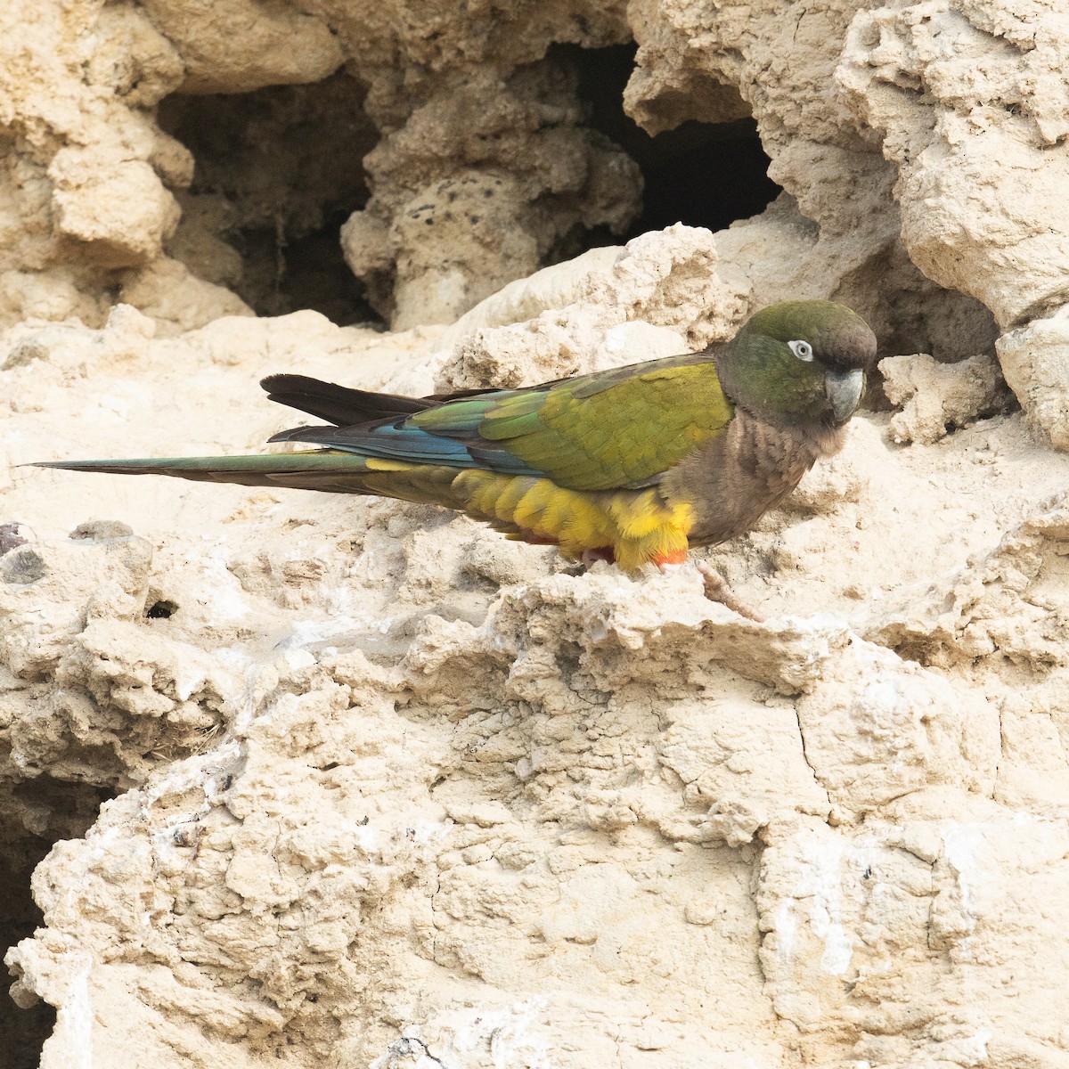 Burrowing Parakeet - Werner Suter