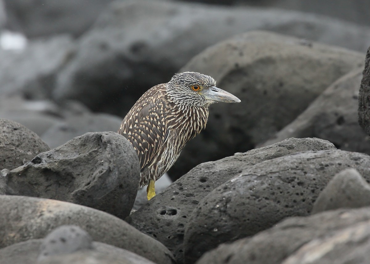 Yellow-crowned Night Heron (Galapagos) - ML616857016