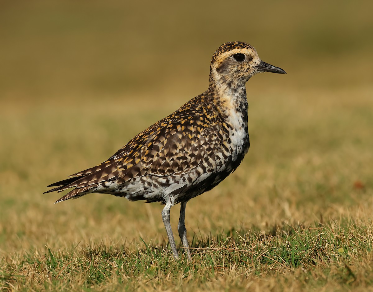 Pacific Golden-Plover - ML616857026