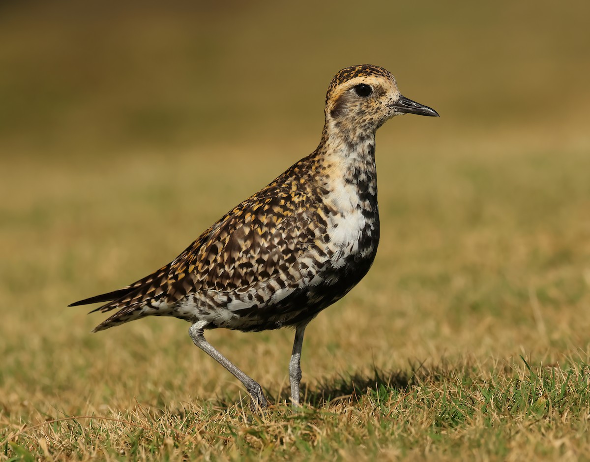 Pacific Golden-Plover - ML616857027