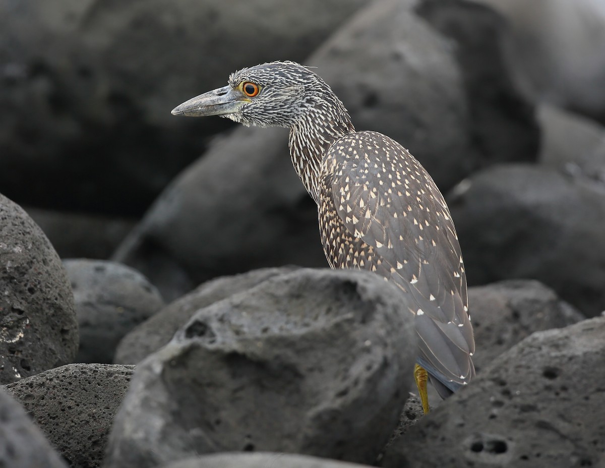 Yellow-crowned Night Heron (Galapagos) - ML616857028