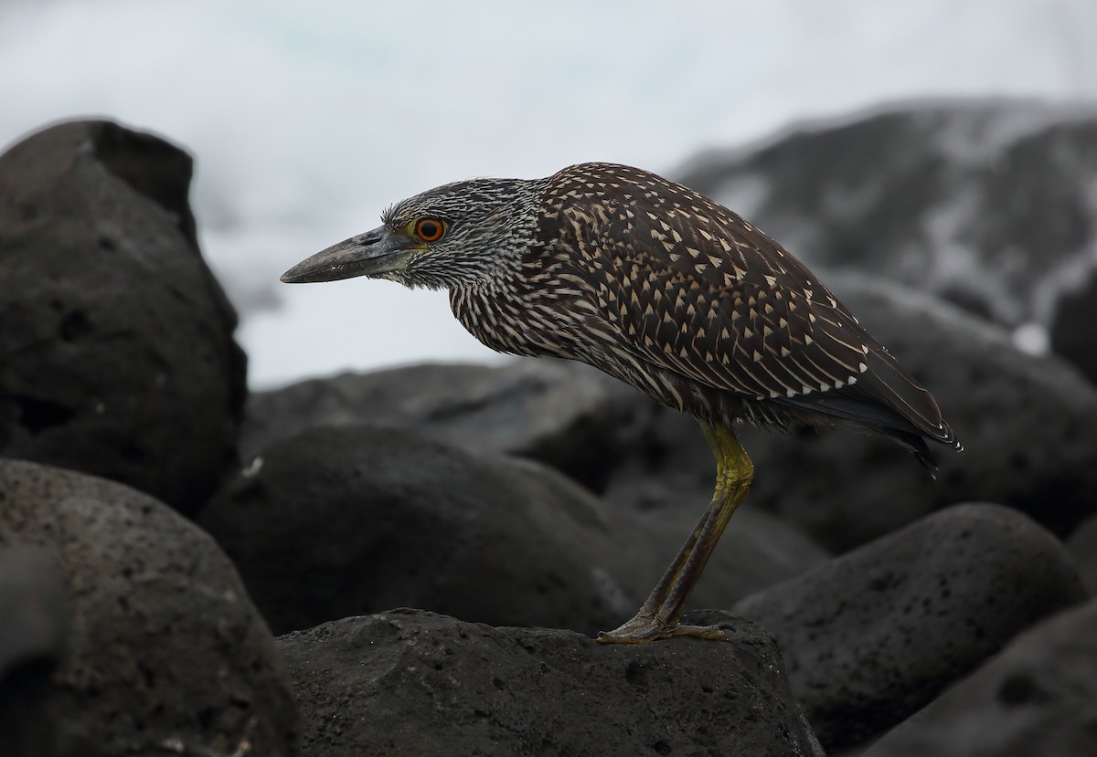 Yellow-crowned Night Heron (Galapagos) - ML616857039