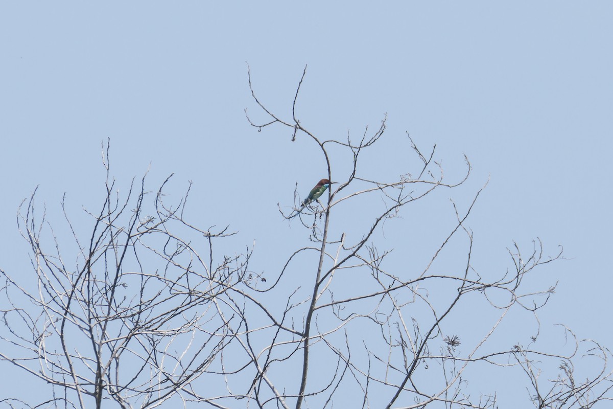 Blue-throated Bee-eater - ML616857041