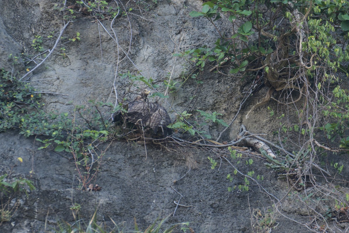 Oriental Honey-buzzard (Northern) - Wich’yanan Limparungpatthanakij