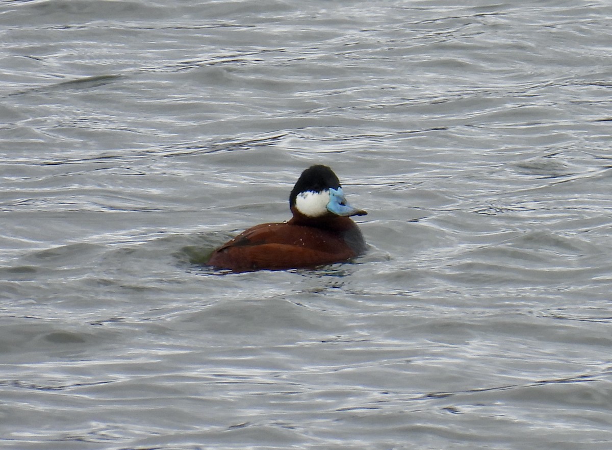 Ruddy Duck - ML616857068