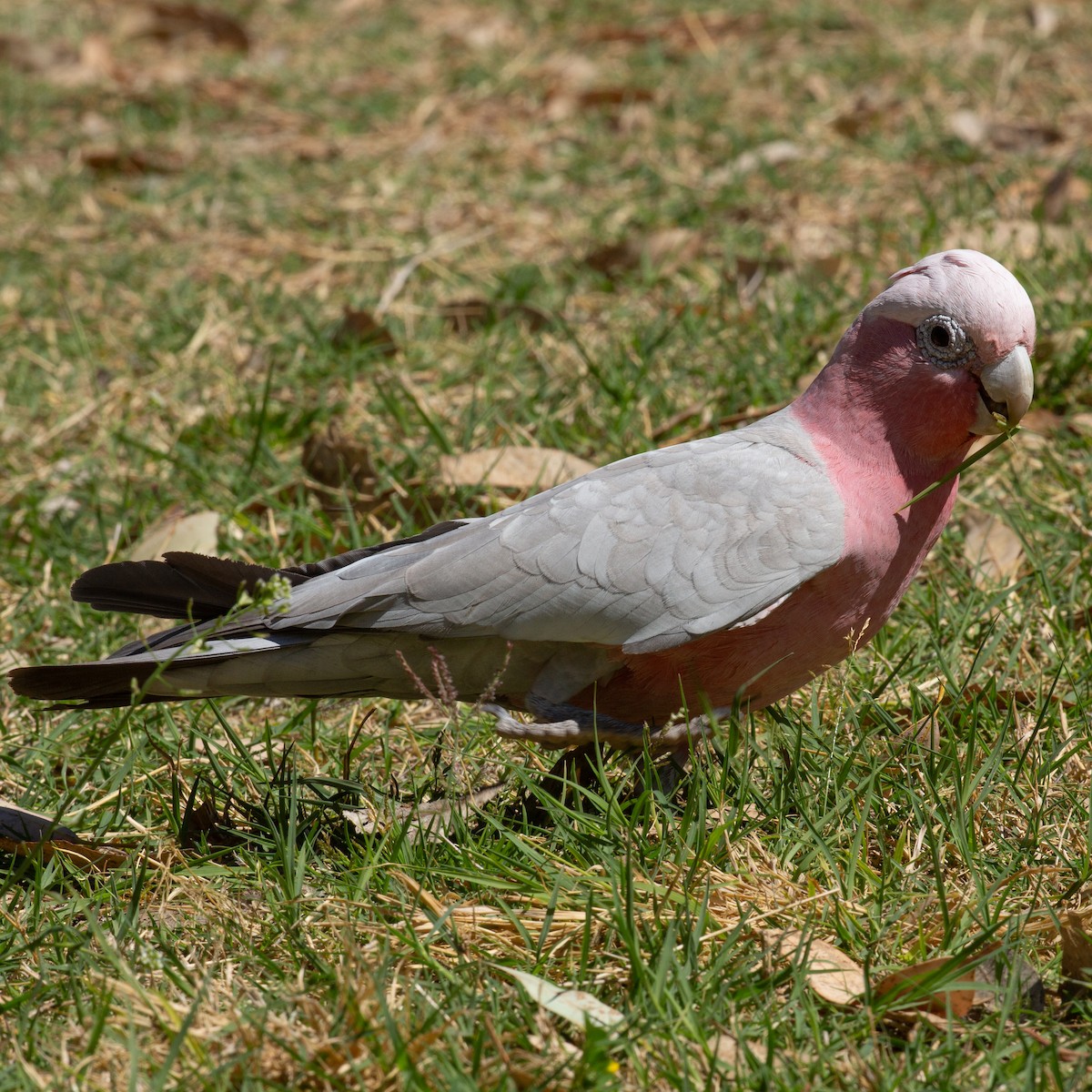 Galah - Werner Suter