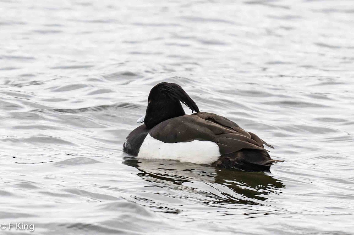 Tufted Duck - ML616857084