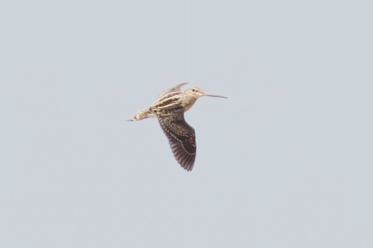 Pantanal Snipe - David Ascanio