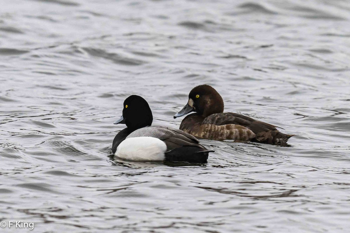 Greater Scaup - Frank King