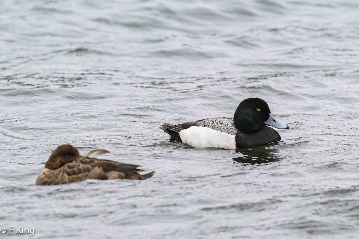 Greater Scaup - ML616857166