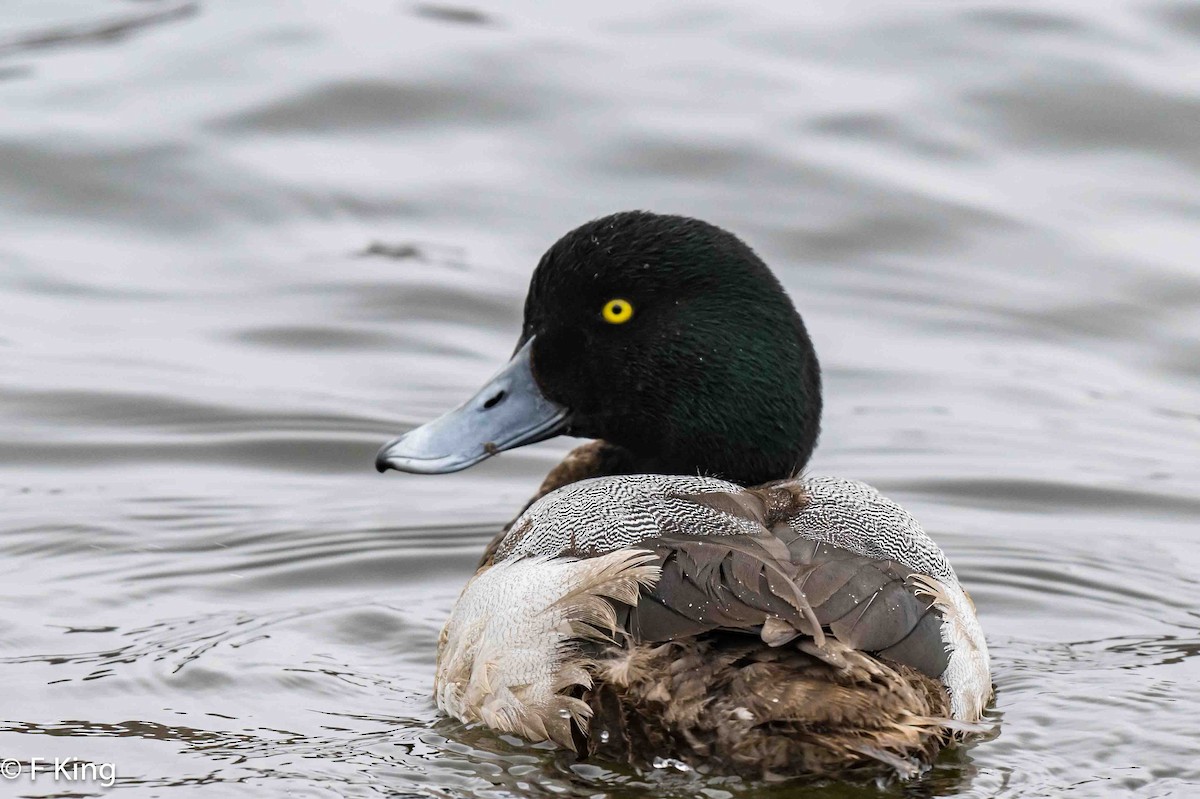 Greater Scaup - ML616857167