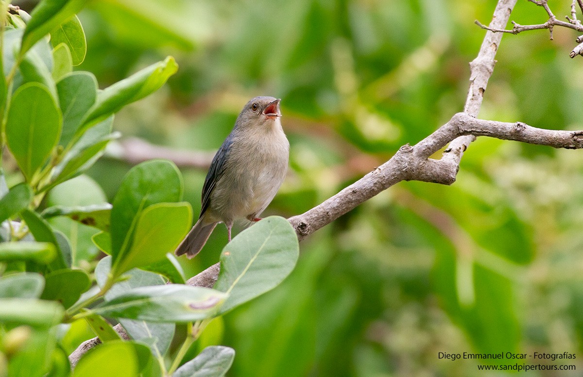 Bicolored Conebill - Diego Oscar / Sandpiper Birding & Tours