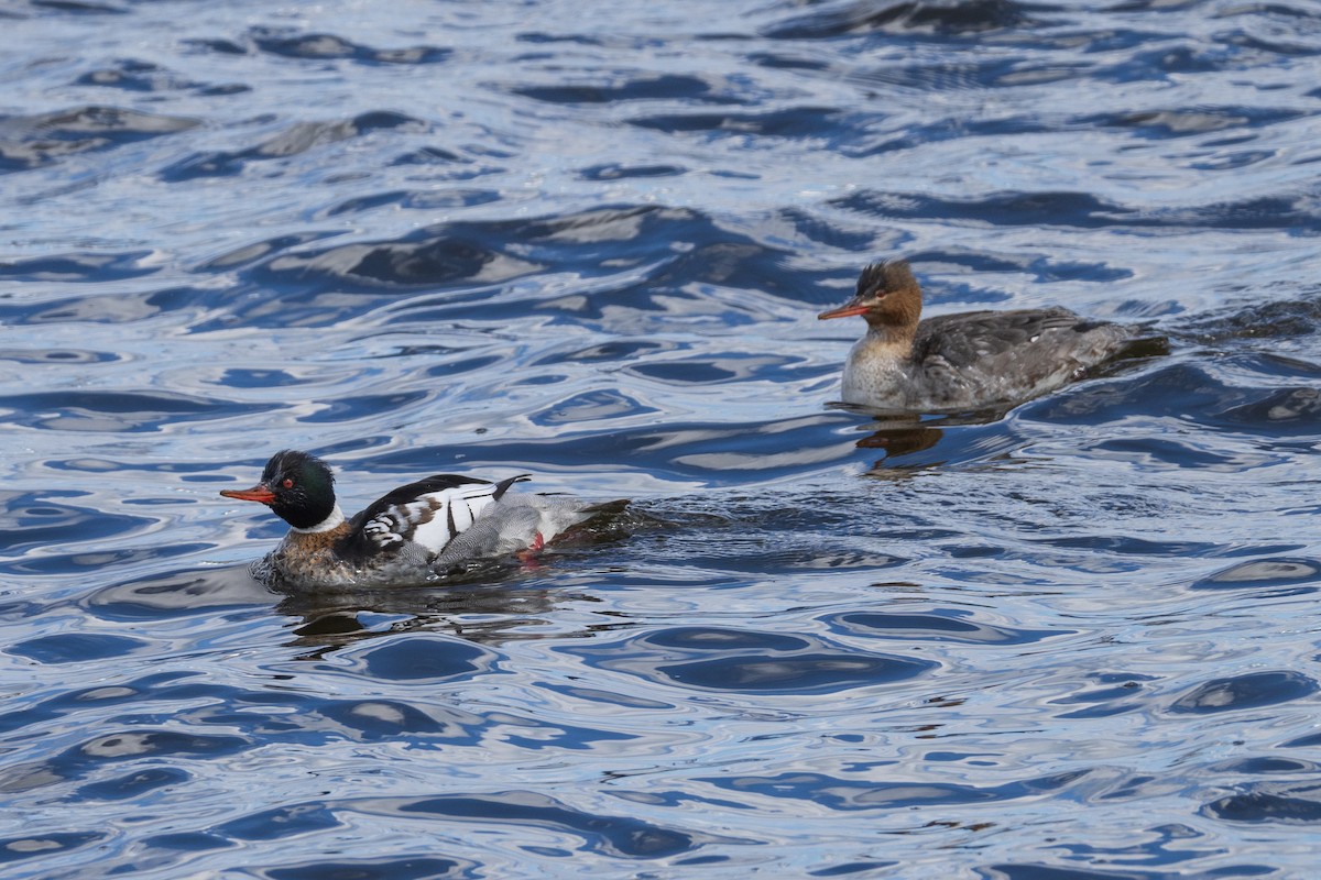 Red-breasted Merganser - Harris Stein