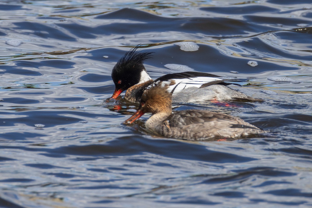 Red-breasted Merganser - ML616857202