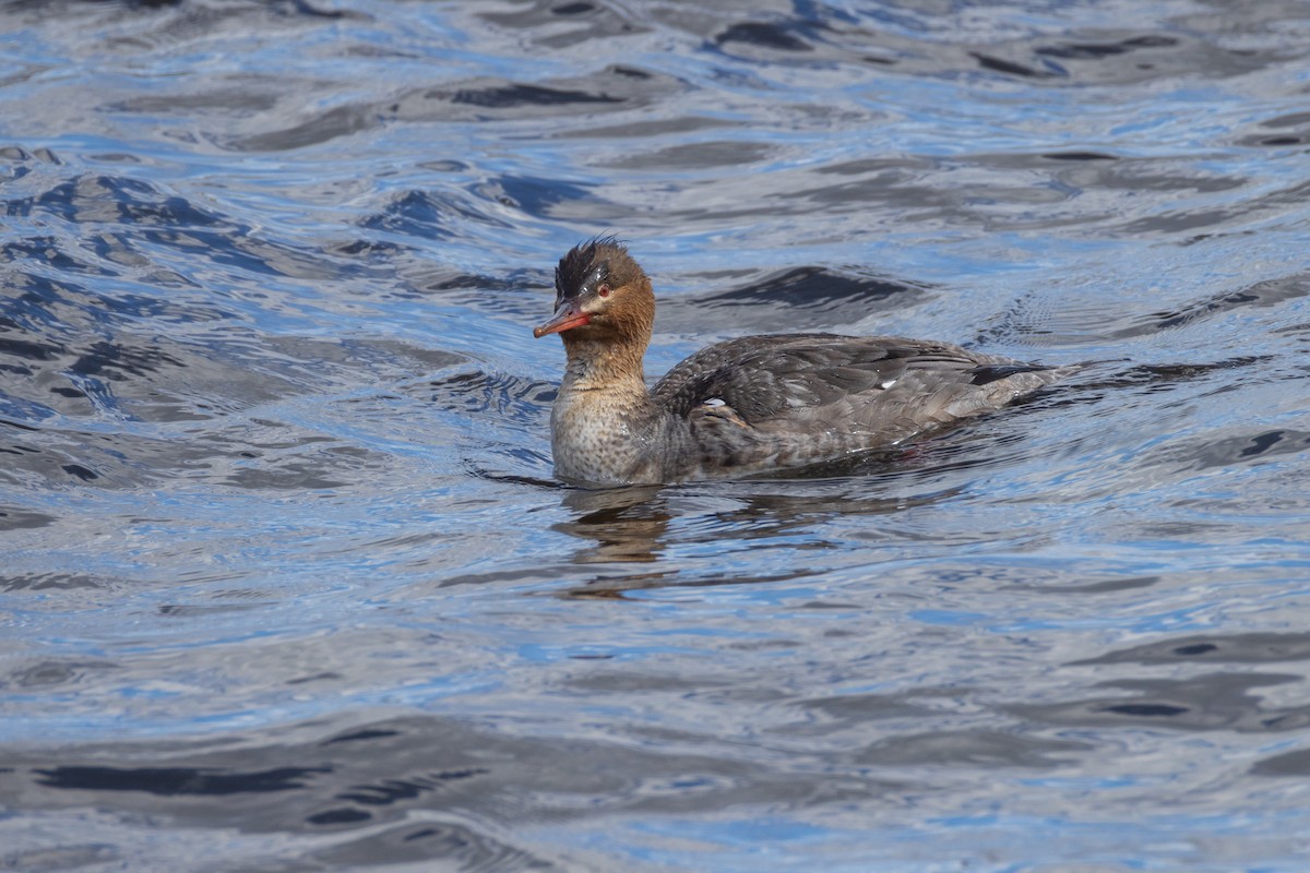 Red-breasted Merganser - ML616857203