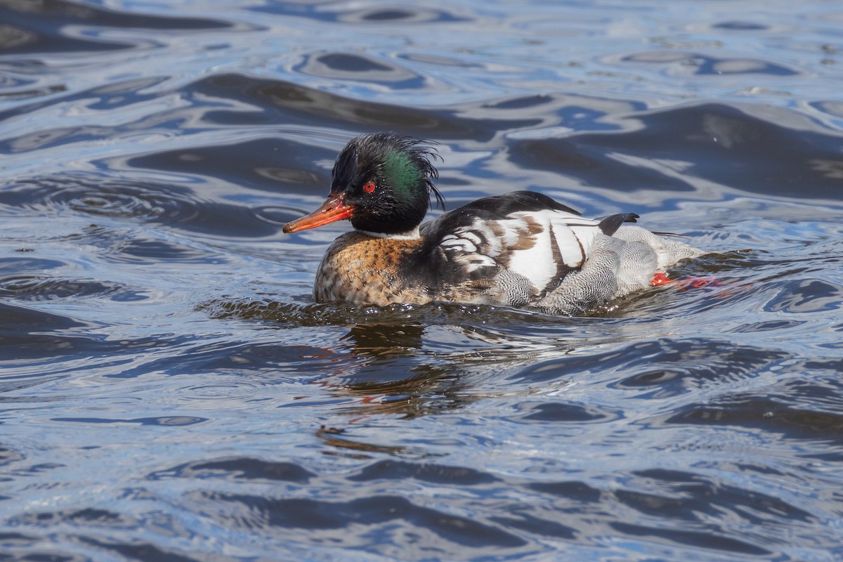 Red-breasted Merganser - ML616857204