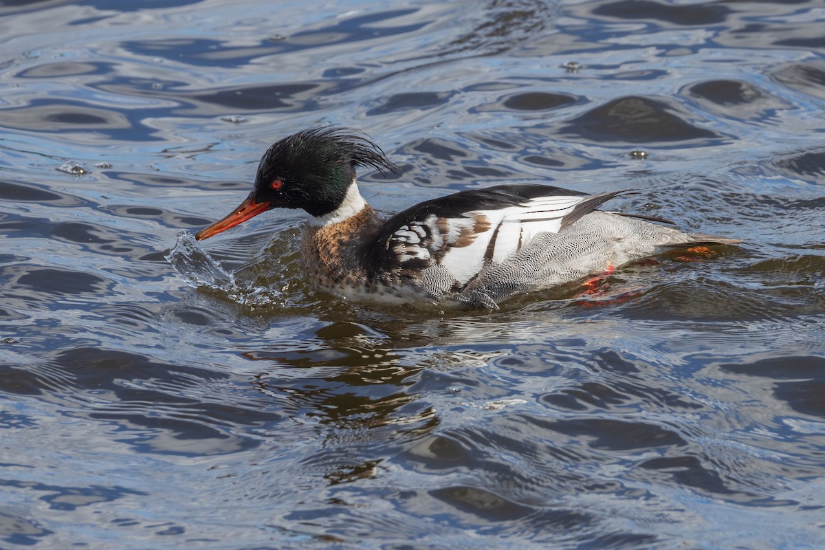 Red-breasted Merganser - ML616857205