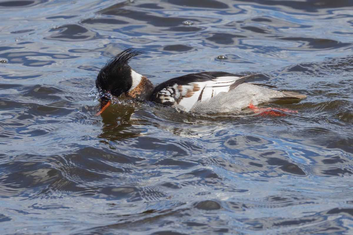 Red-breasted Merganser - ML616857206