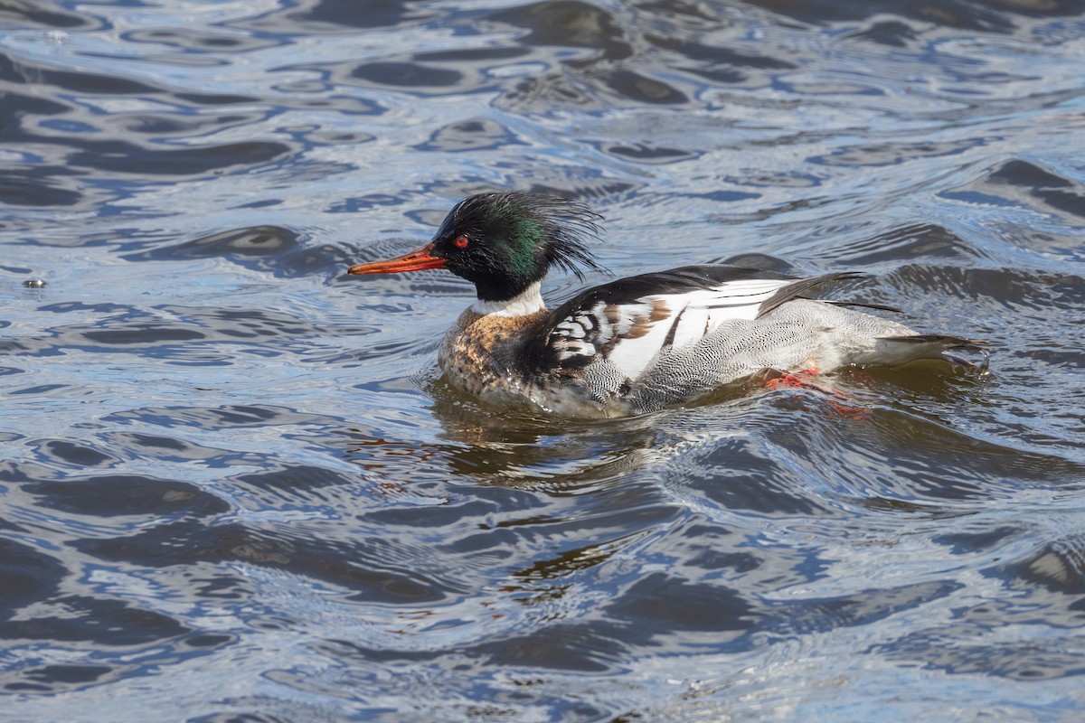 Red-breasted Merganser - ML616857207