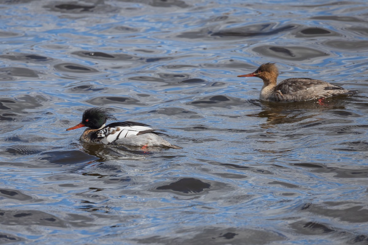 Red-breasted Merganser - Harris Stein