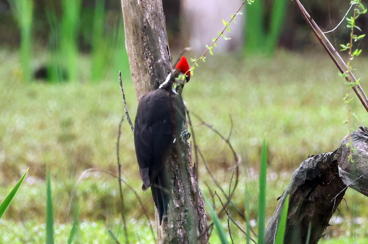 Pileated Woodpecker - ML616857213