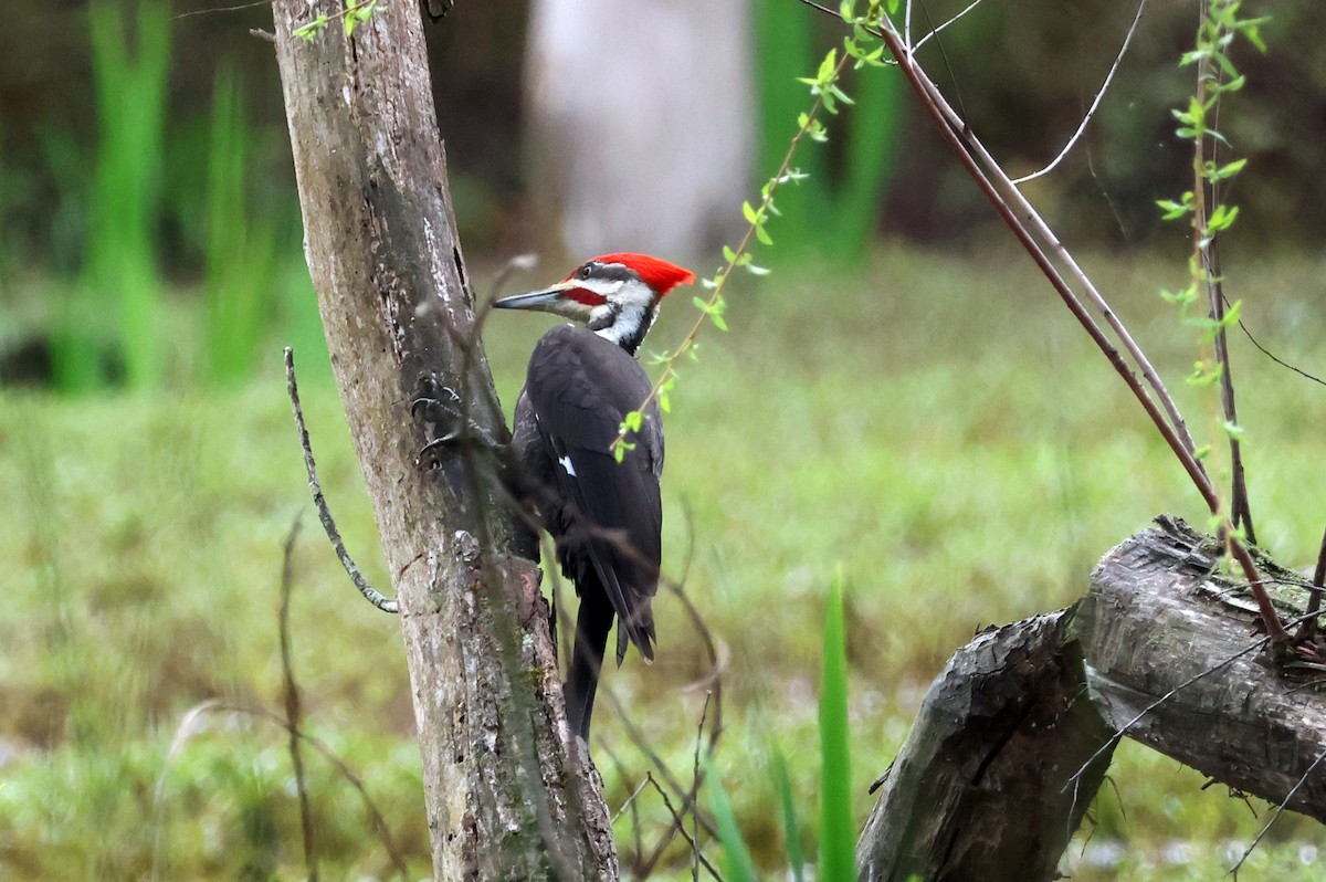 Pileated Woodpecker - ML616857214