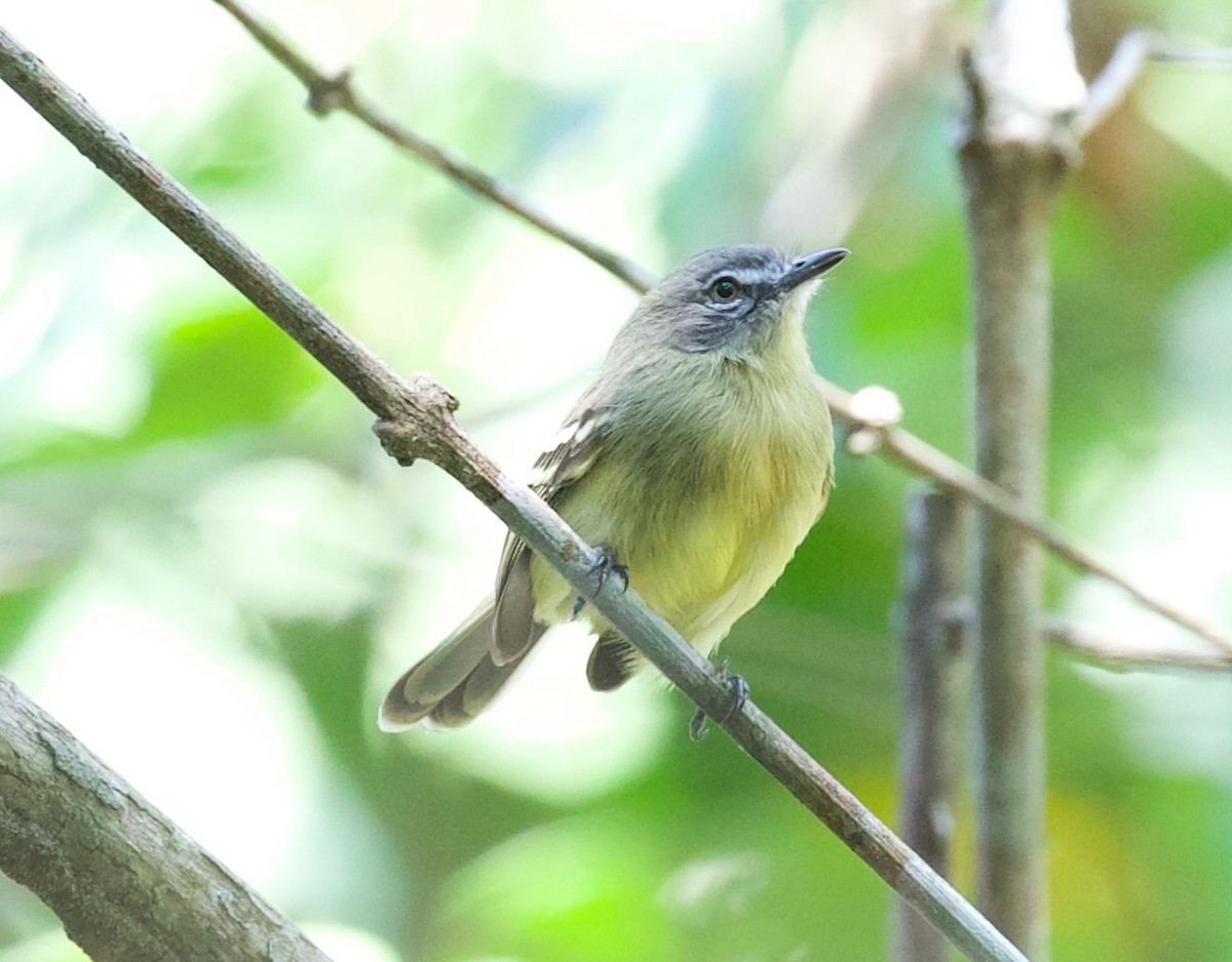 Pale-tipped Tyrannulet - David Ascanio