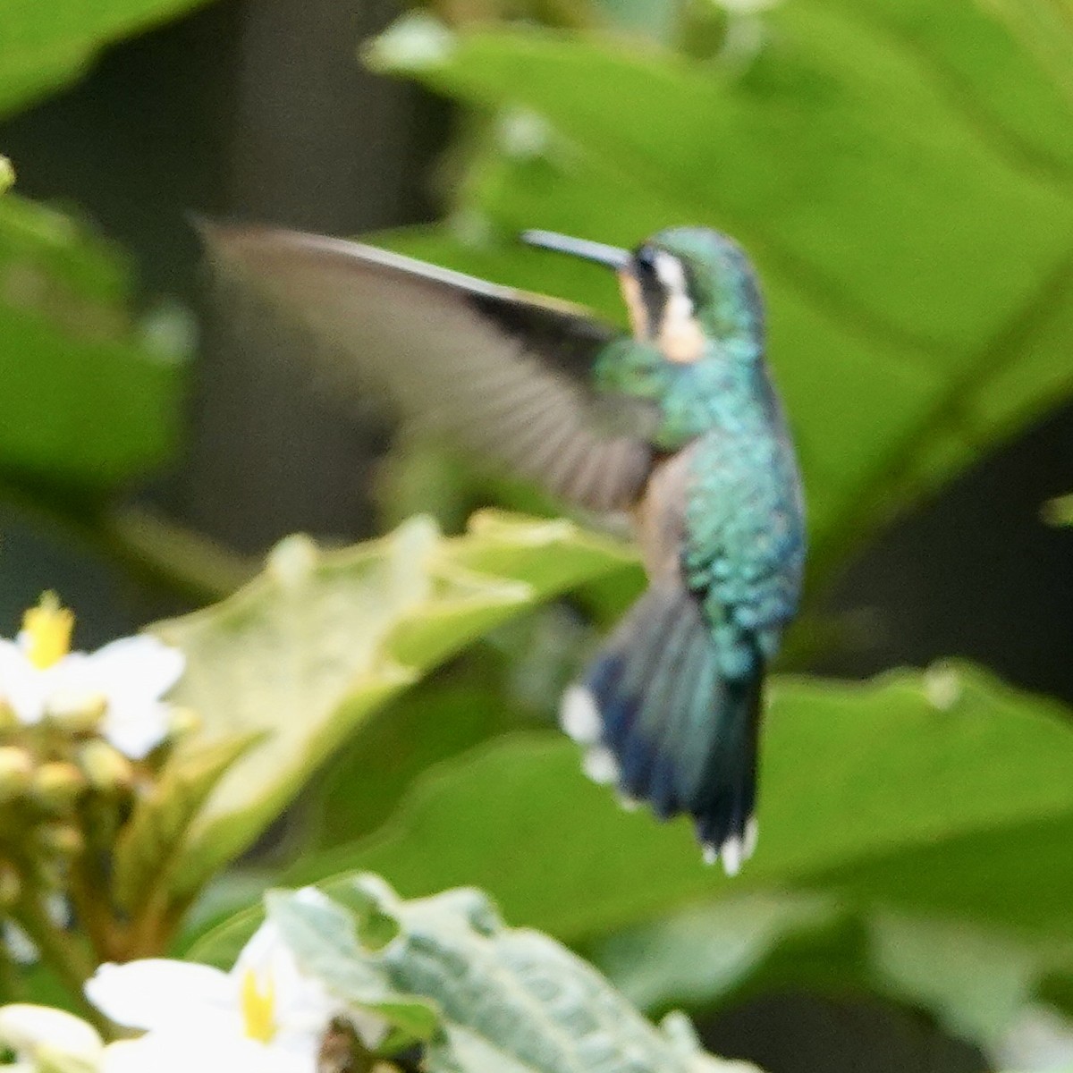 kolibřík pokřovní - ML616857307