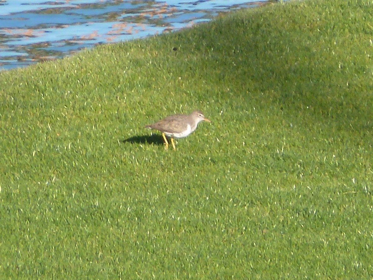 Spotted Sandpiper - Anthony Robinson