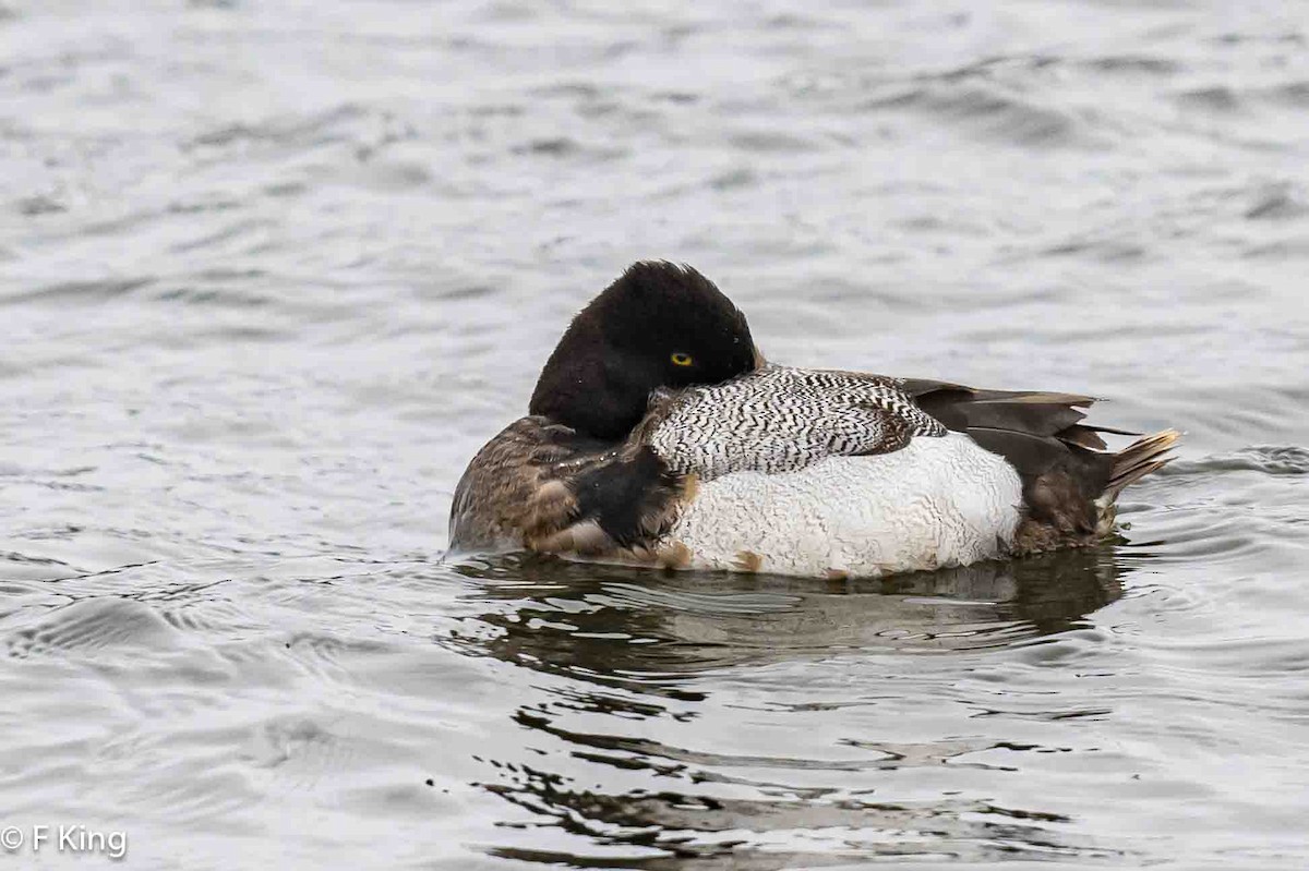 Lesser Scaup - ML616857343