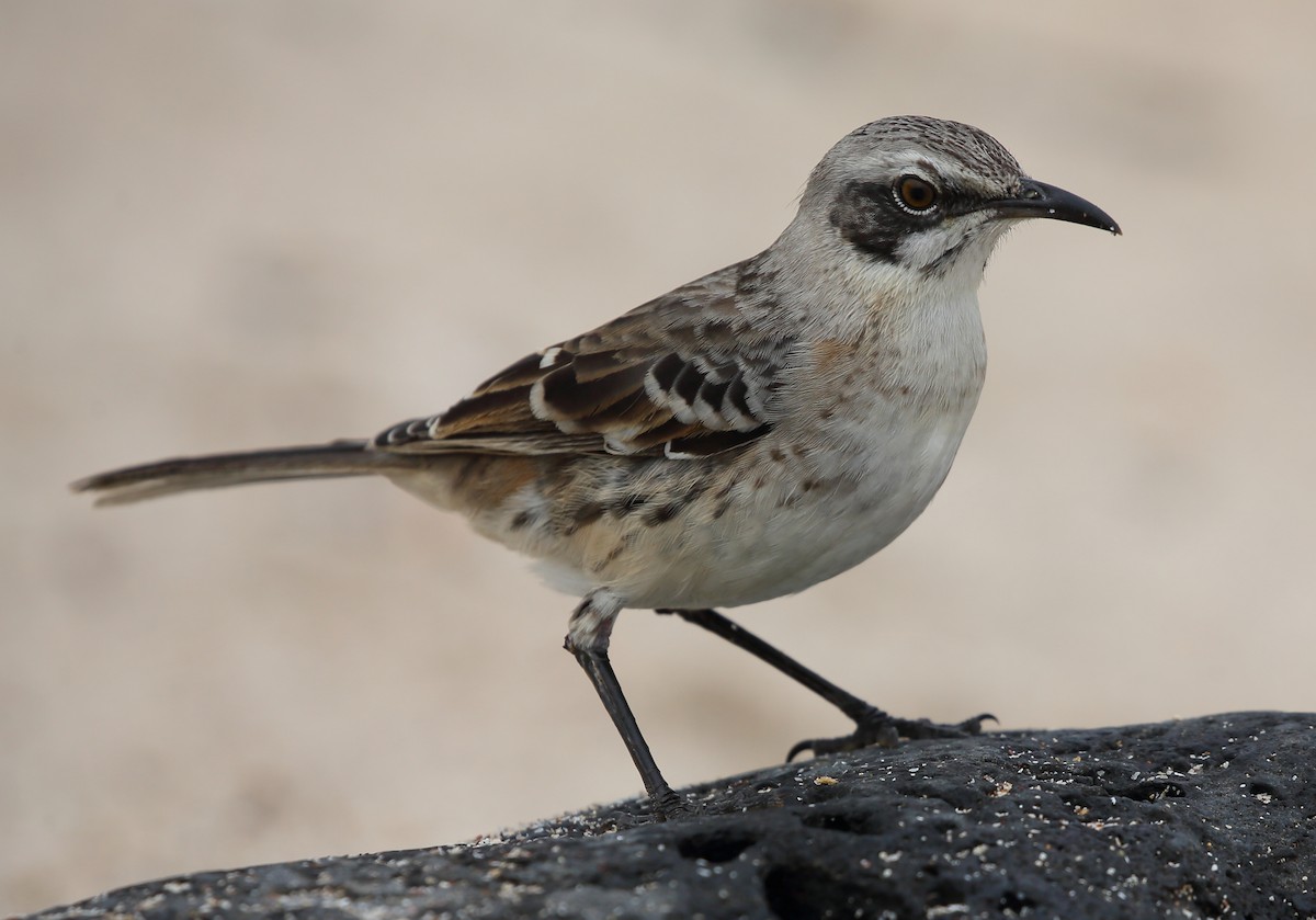 San Cristobal Mockingbird - Yannick FRANCOIS