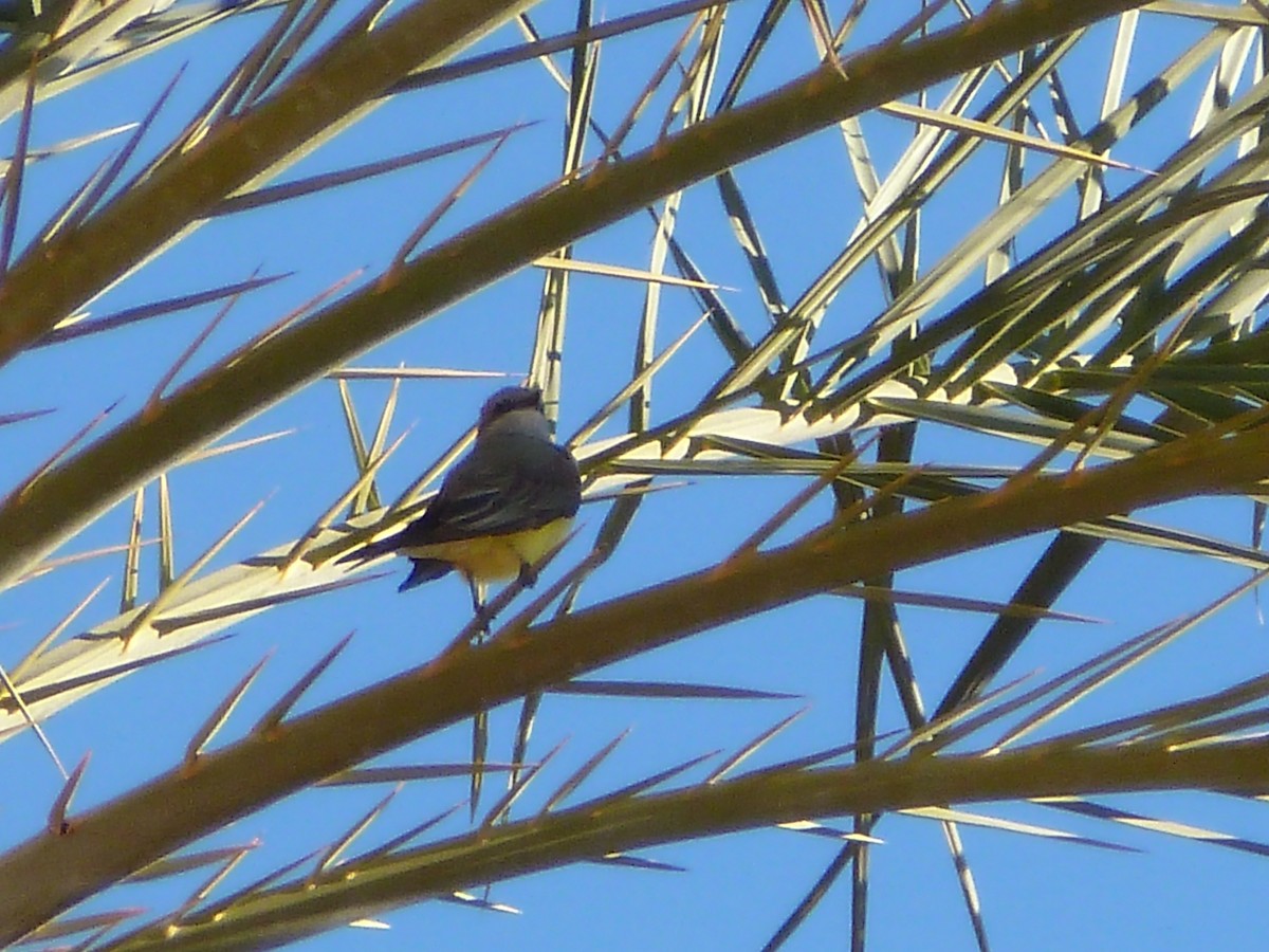 Western Kingbird - ML616857371