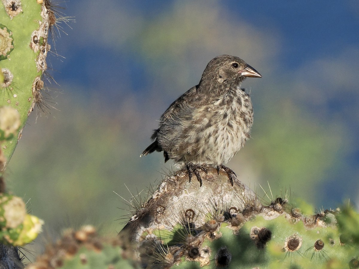 Common Cactus-Finch - Gabriel Willow