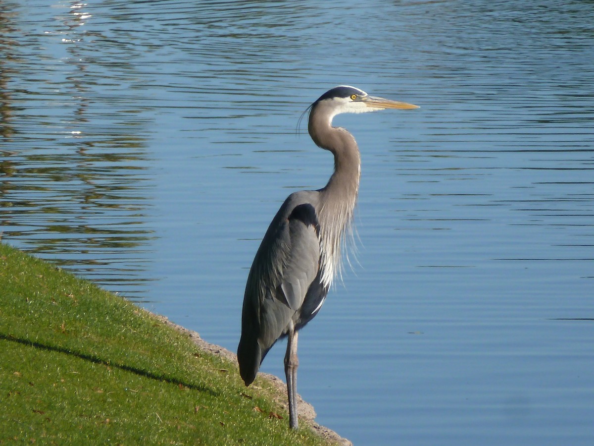 Great Blue Heron - Anthony Robinson