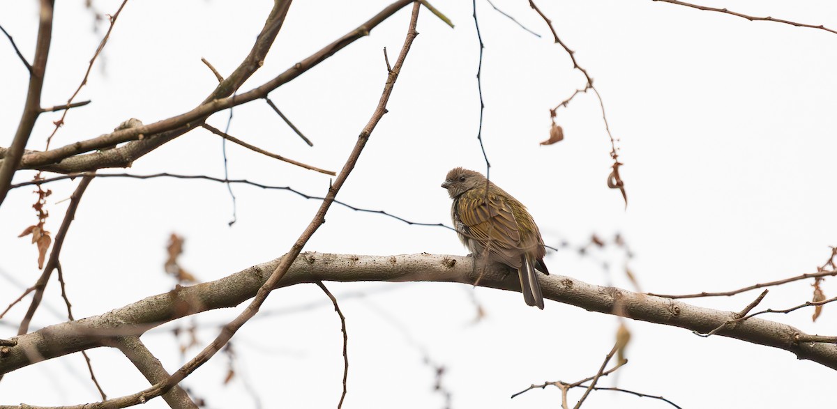 Dwarf Honeyguide - ML616857457