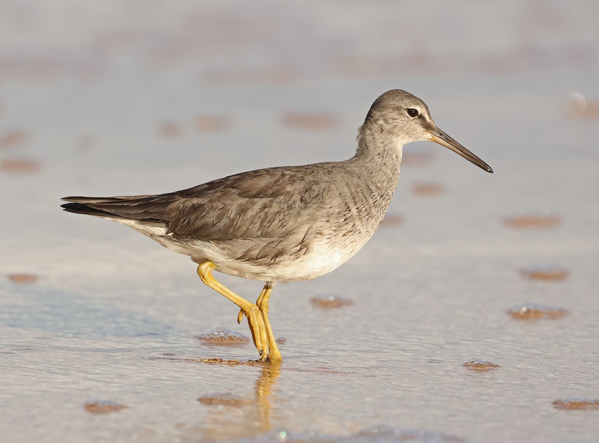 Wandering Tattler - Jeremiah Trimble