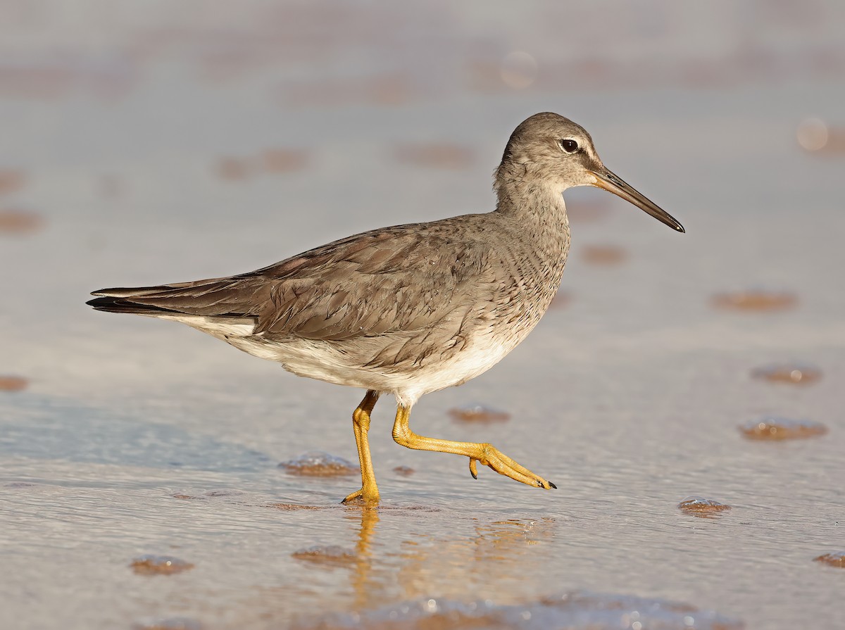 Wandering Tattler - ML616857462