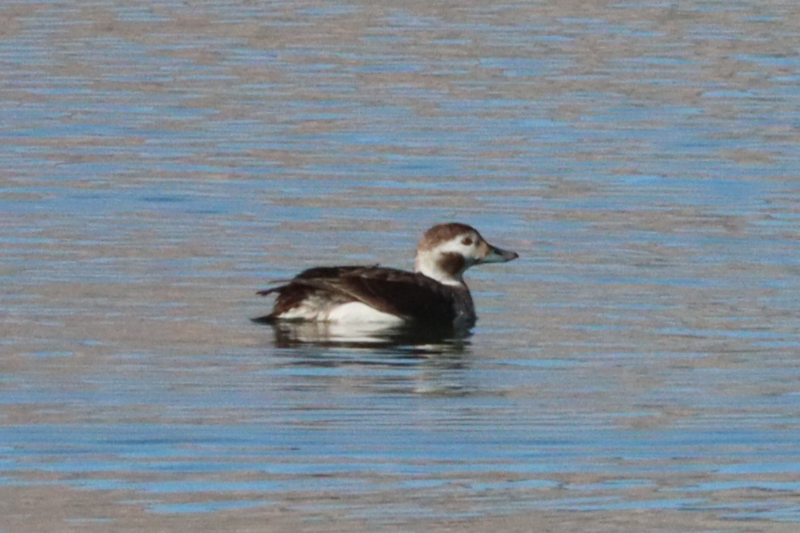 Long-tailed Duck - John Diener